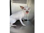 Adopt Chicken a White American Pit Bull Terrier / Mixed dog in Fort Worth