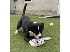 Adopt Andy a Black Labrador Retriever / Mixed dog in Jacksonville, NC (38751639)
