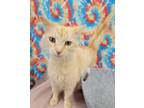 Adopt Amber a Orange or Red Tabby Domestic Longhair (long coat) cat in Dickson