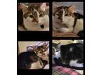 Adopt Cash a Calico or Dilute Calico Calico / Mixed (short coat) cat in Upland
