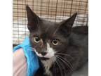 Adopt Michael a Domestic Shorthair / Mixed cat in Spokane Valley, WA (38819861)