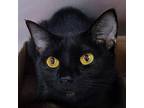 Adopt Blackberry a All Black Domestic Shorthair / Mixed cat in Ottawa