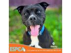 Adopt Ducky a Black Boxer / Mixed dog in Enid, OK (36545328)
