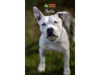 Adopt Bertie a White Mixed Breed (Large) / Mixed dog in Blackwood, NJ (38797323)