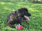 Adopt Yona a Brindle St. Bernard / Chow Chow / Mixed dog in Frankfort