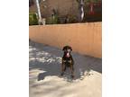 Adopt Tachi a Black - with Tan, Yellow or Fawn Doberman Pinscher / Mixed dog in
