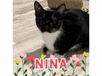 Adopt Nina Flowers a All Black Domestic Shorthair / Mixed cat in Commerce City