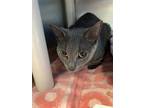 Adopt Haven a Gray or Blue Domestic Shorthair / Domestic Shorthair / Mixed cat