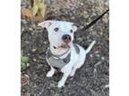 Adopt Waffle Dots a White American Pit Bull Terrier / Mixed dog in Knoxville