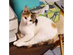 Adopt Sweet Pea a Tortoiseshell Domestic Shorthair / Mixed cat in Rochester