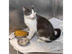 Adopt Steven a Gray or Blue Domestic Shorthair / Domestic Shorthair / Mixed cat