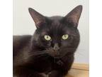 Adopt Salem a All Black Domestic Shorthair / Mixed cat in Riverwoods