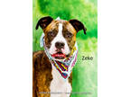 Adopt Zeke a Brindle Boxer / Mixed dog in Cedar Rapids, IA (38756151)
