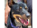 Adopt Bella a Black Manchester Terrier / Mixed dog in Wimberley, TX (38772905)
