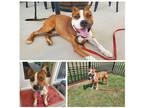 Adopt Mr. Wilson a Tan/Yellow/Fawn - with White Bull Terrier / Mixed dog in