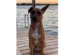 Adopt Drake a Tan/Yellow/Fawn Shepherd (Unknown Type) / Belgian Malinois / Mixed