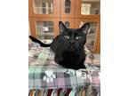 Adopt Mabel a All Black Domestic Shorthair / Domestic Shorthair / Mixed cat in