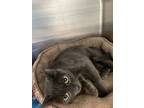 Adopt Hazel a Gray or Blue Russian Blue / Domestic Shorthair / Mixed cat in