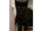 Adopt 2023-07-140 a Domestic Shorthair / Mixed (short coat) cat in Winder