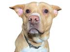 Adopt Jelly a Tan/Yellow/Fawn American Pit Bull Terrier / Mixed dog in Reno