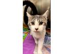 Adopt Esmerelda a Domestic Shorthair / Mixed (short coat) cat in Tiffin