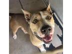 Adopt Oky a Brown/Chocolate Pit Bull Terrier / Mixed dog in Edinburg
