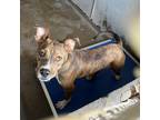 Adopt Raisin a Brown/Chocolate Pit Bull Terrier / Mixed dog in Edinburg