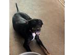 Adopt Sylvia a Black Shepherd (Unknown Type) / Mixed dog in Edinburg