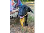 Adopt Daisy a Labrador Retriever / Hound (Unknown Type) / Mixed dog in