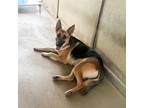Adopt Alena a Black German Shepherd Dog / Mixed dog in Edinburg, TX (38755096)