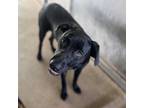 Adopt Persephone a Black Labrador Retriever / Mixed dog in Edinburg