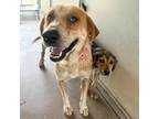 Adopt Ladybird a Australian Cattle Dog / Mixed dog in Edinburg, TX (38745826)