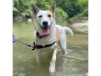 Adopt Camille a White - with Tan, Yellow or Fawn Mixed Breed (Medium) / Mixed