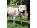 Adopt Verne a Mixed Breed (Medium) / Mixed dog in Oxford, NC (38768664)