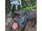 Adopt Mallie 5986 a Black Mixed Breed (Medium) / Mixed dog in Columbus