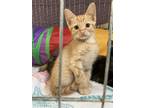 Adopt RumRunner a Orange or Red Tabby Domestic Shorthair (short coat) cat in
