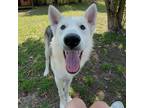 Adopt Phantom a Husky, Mixed Breed