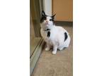 Adopt Astor a White Domestic Shorthair / Domestic Shorthair / Mixed cat in