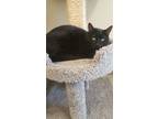 Adopt Celine a All Black Domestic Shorthair / Domestic Shorthair / Mixed cat in