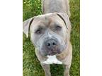 Adopt Jesse a Gray/Blue/Silver/Salt & Pepper American Pit Bull Terrier / Mixed