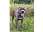 Adopt Joey a Gray/Blue/Silver/Salt & Pepper American Pit Bull Terrier / Mixed