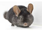 Adopt Squirtle a Black Chinchilla (short coat) small animal in Wolcott