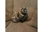 Adopt Chelsea a Tortoiseshell Domestic Shorthair / Mixed cat in las vegas
