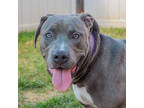 Adopt Rishi a Gray/Blue/Silver/Salt & Pepper Mixed Breed (Large) / Mixed dog in