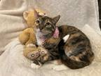 Adopt Tillie a Calico or Dilute Calico Domestic Shorthair (short coat) cat in