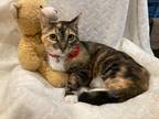Adopt Tillie a Calico or Dilute Calico Domestic Shorthair (short coat) cat in