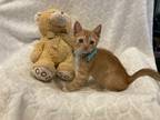 Adopt Duncan a Orange or Red Tabby Domestic Shorthair (short coat) cat in