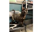 Adopt Peekaboo a All Black Domestic Shorthair / Domestic Shorthair / Mixed cat