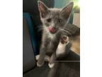 Adopt Aries a Gray, Blue or Silver Tabby Domestic Shorthair (medium coat) cat in