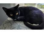Adopt Betty a Black & White or Tuxedo Domestic Shorthair (short coat) cat in